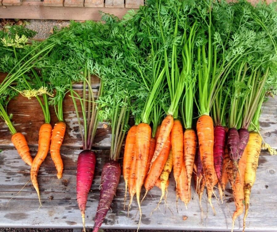 Tout savoir sur la carotte : saison, variété, conservation, bienfaits,  recettes - Cuisine Actuelle